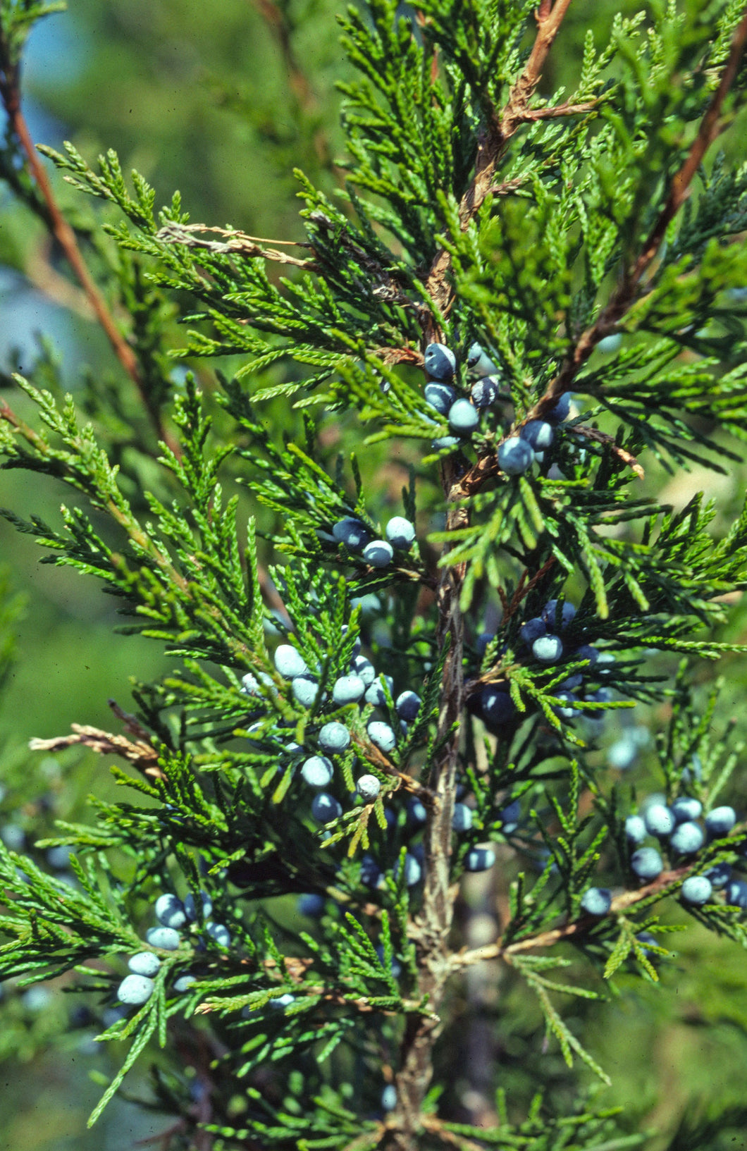 Fresh Juniper Needles for Tea - Juniperus virginiana