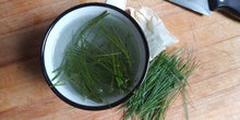 Load image into Gallery viewer, Fresh White Pine Needles for Tea - Pinus strobus
