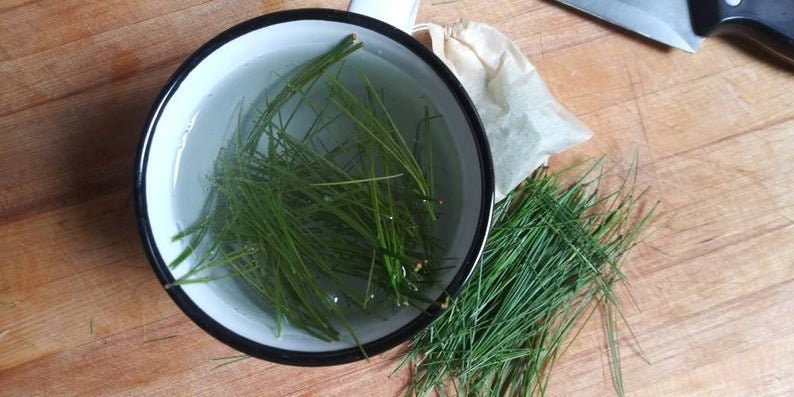 Fresh White Pine Needles for Tea - Pinus strobus