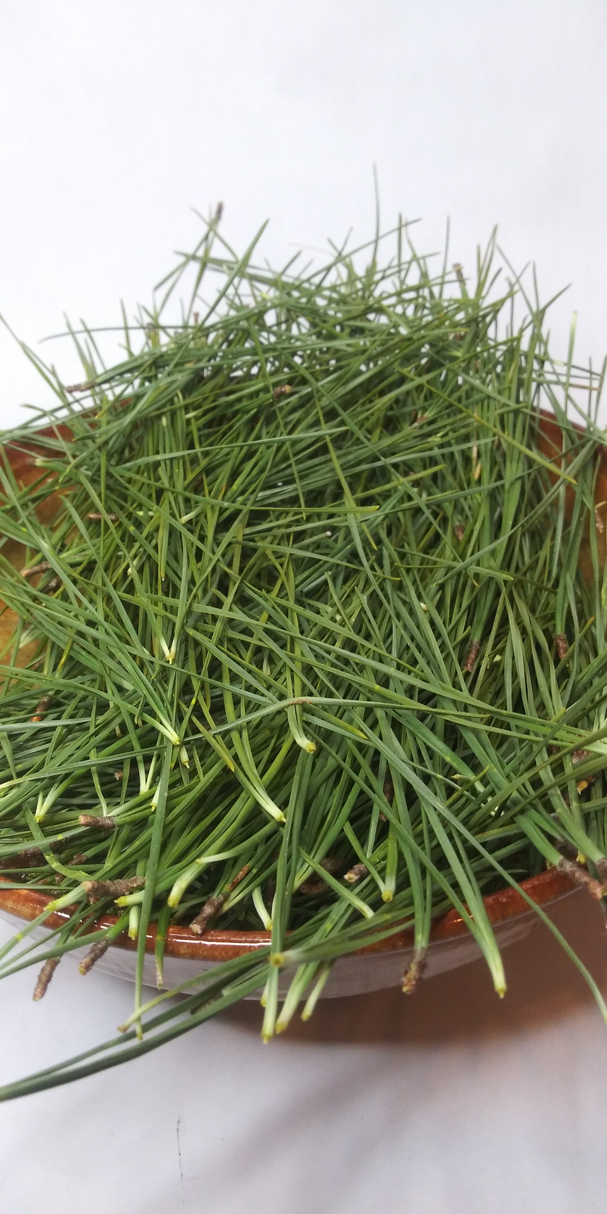 Fresh Picked Scots Pine for Tea - Pinus sylvestris – Flora and Fauna ...